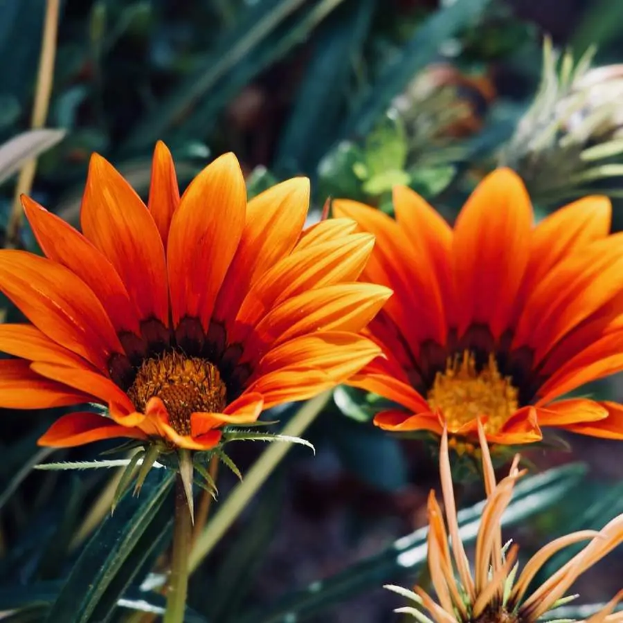 Gazania