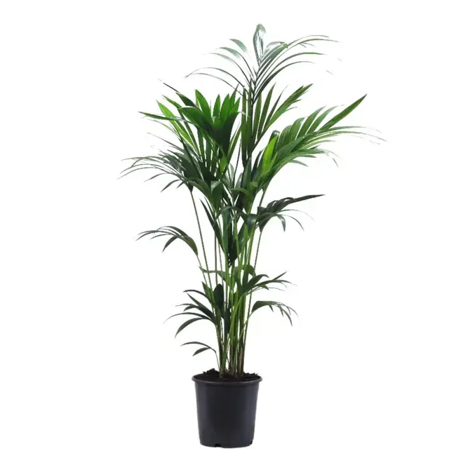 Leroy Merlin | Kentia Howea forsteriana