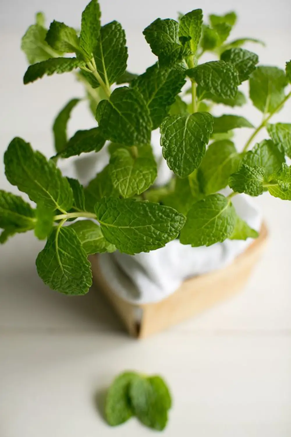 Menta
