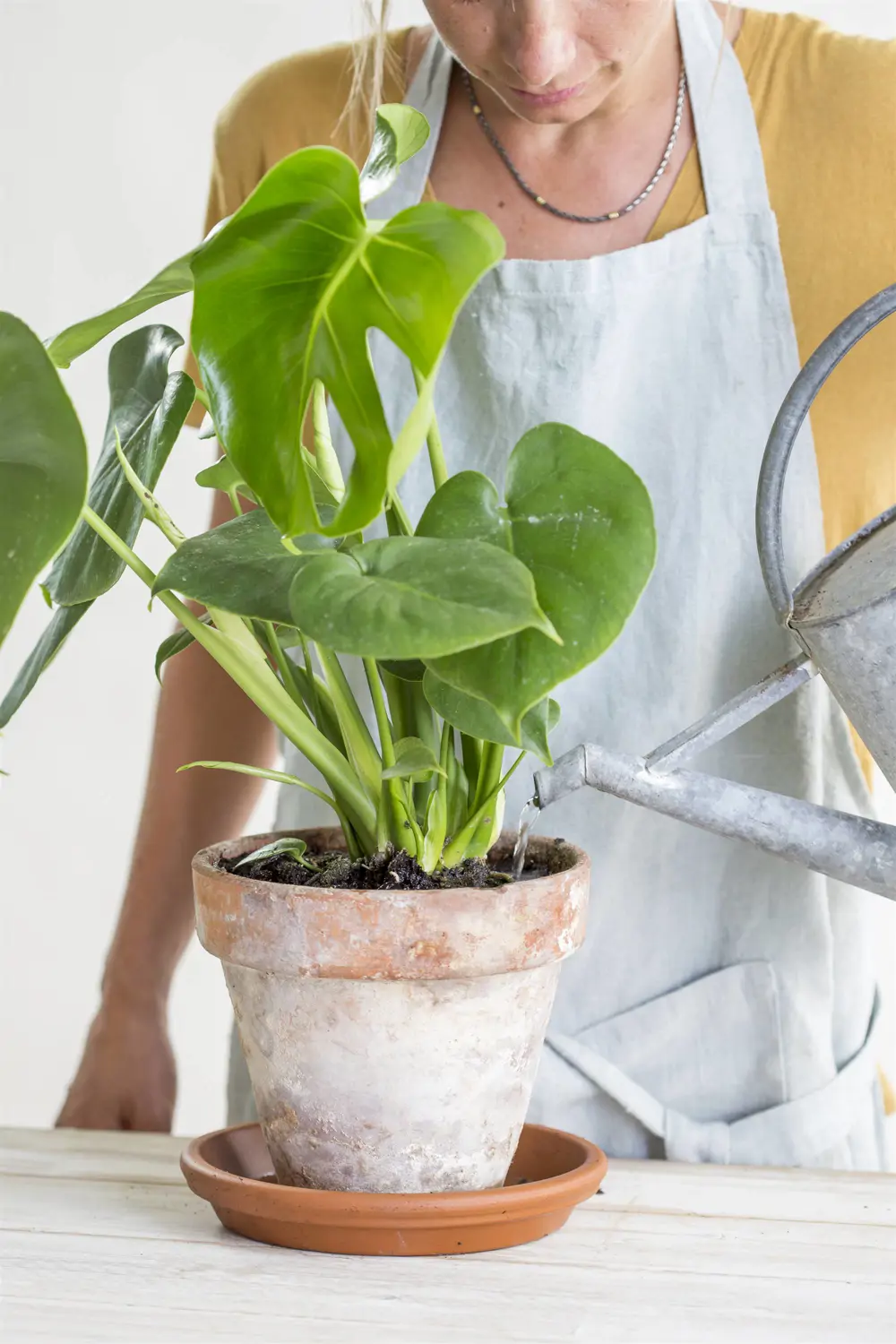 monstera 00489375 O