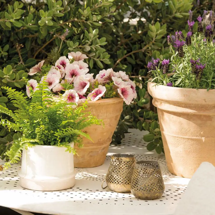 planatas helecho lavanda flor rosa 999c6431 240612153641