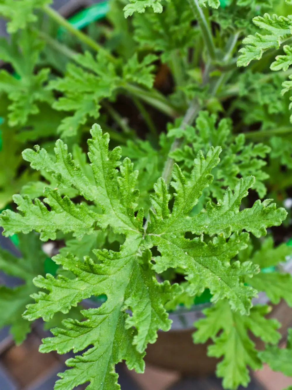 Planta de citronela
