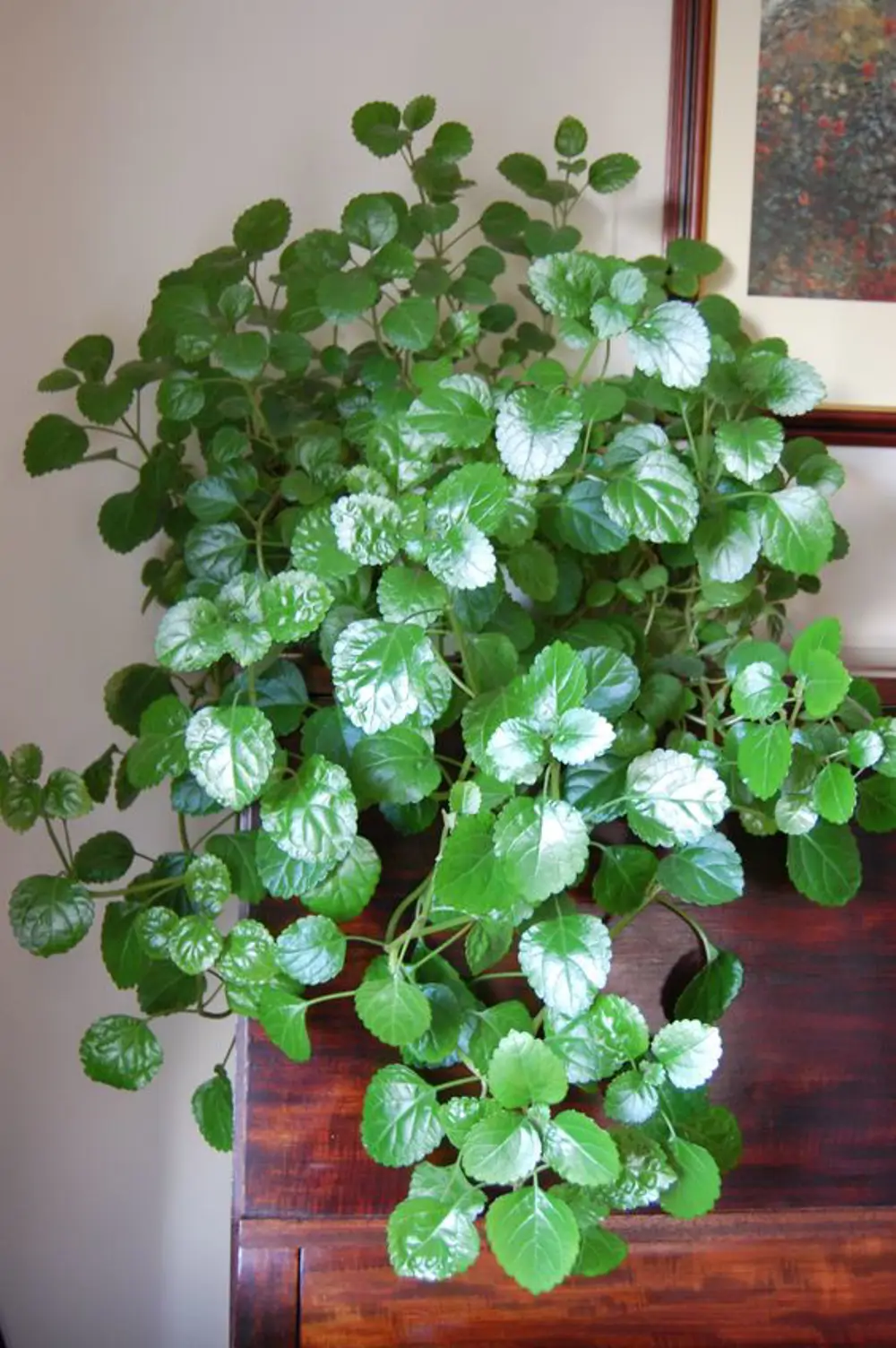 Planta del dinero