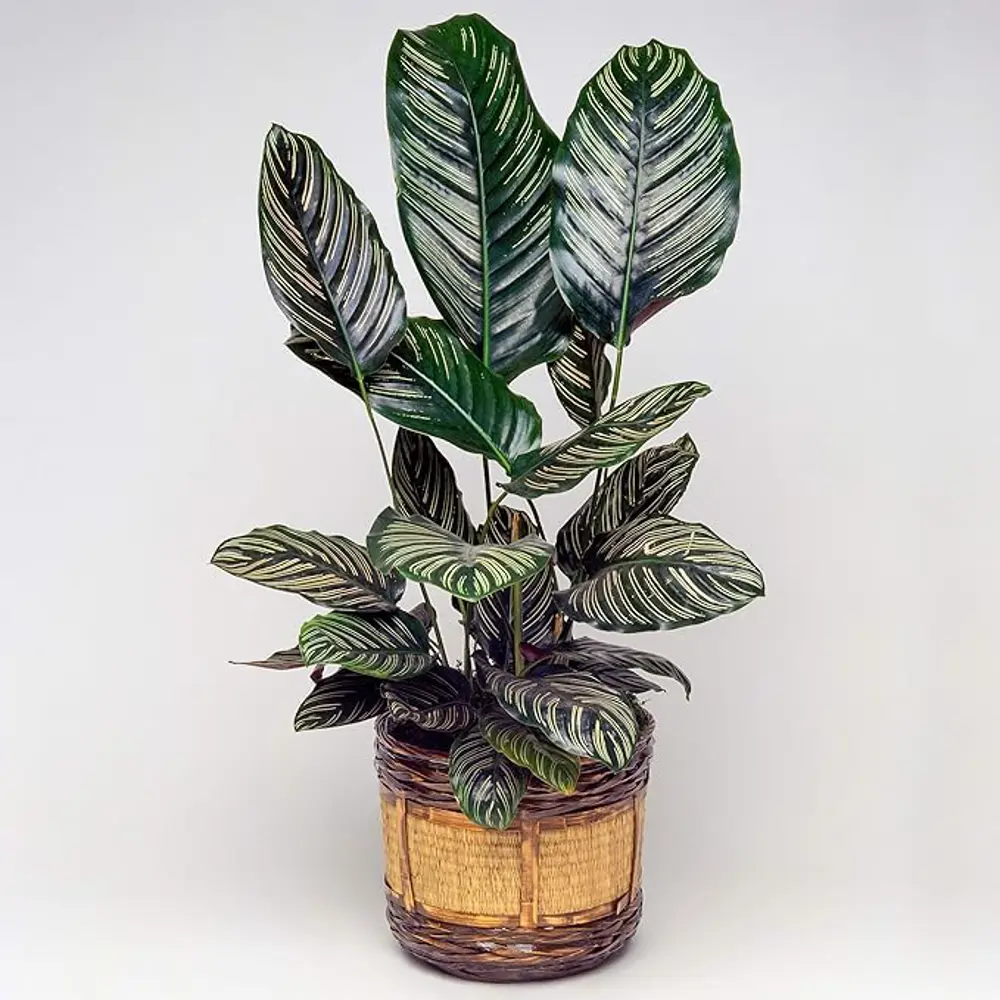 PON UNA CALATHEA EN TU VIDA