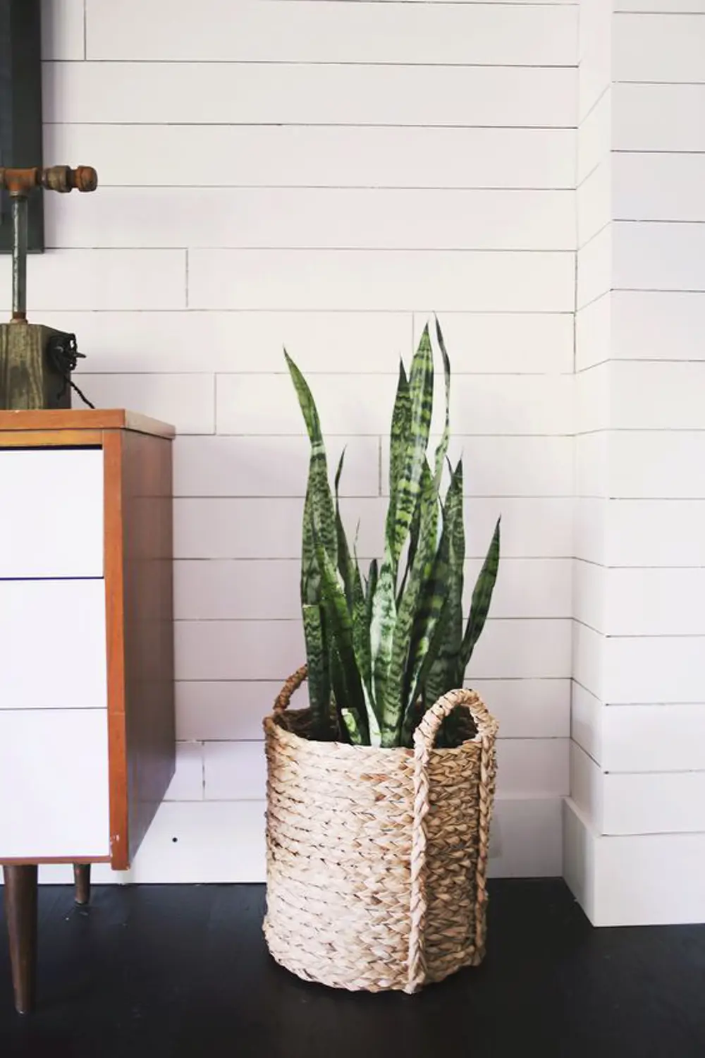 Sansevieria trifasciata