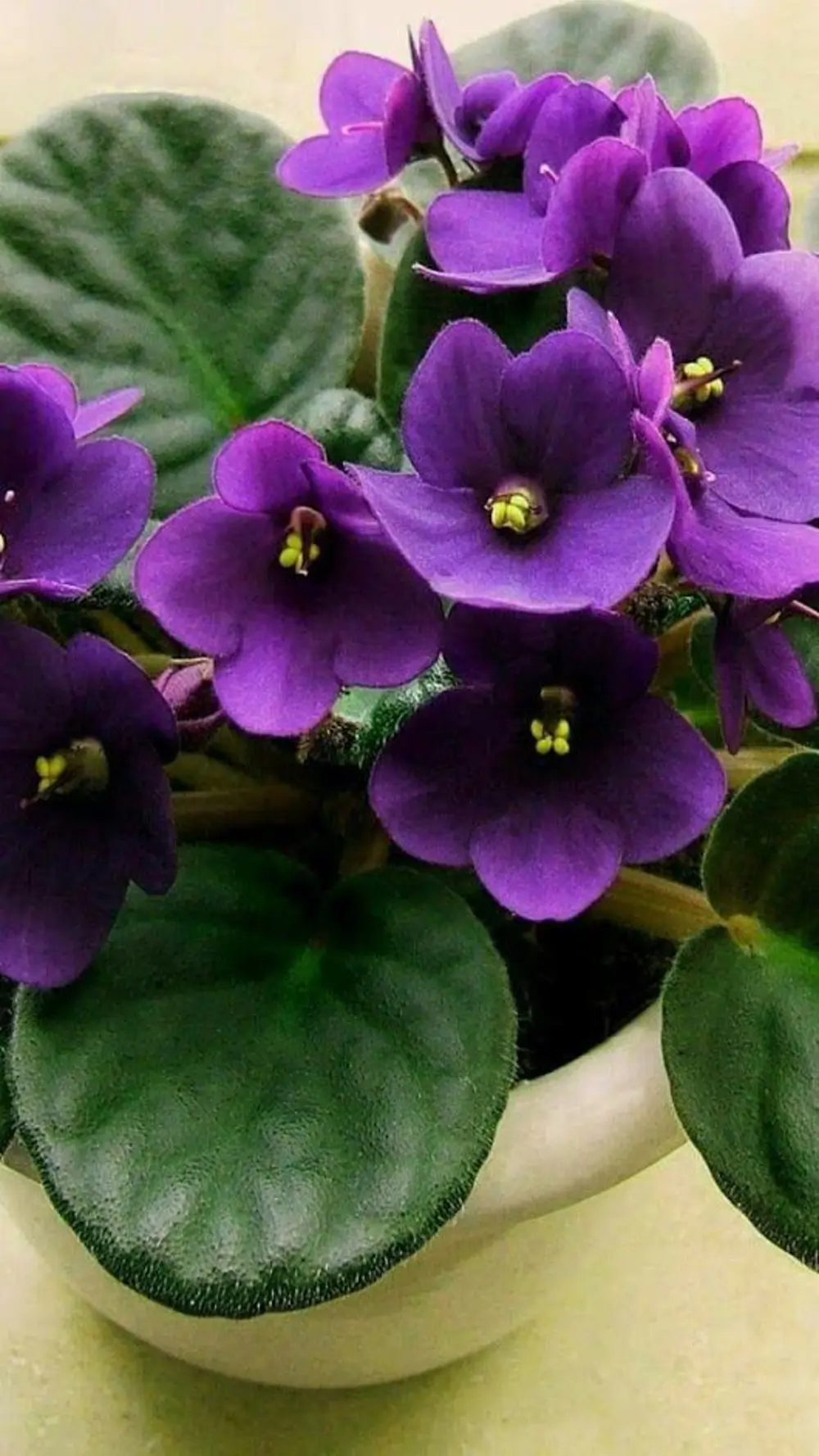 Violeta africana