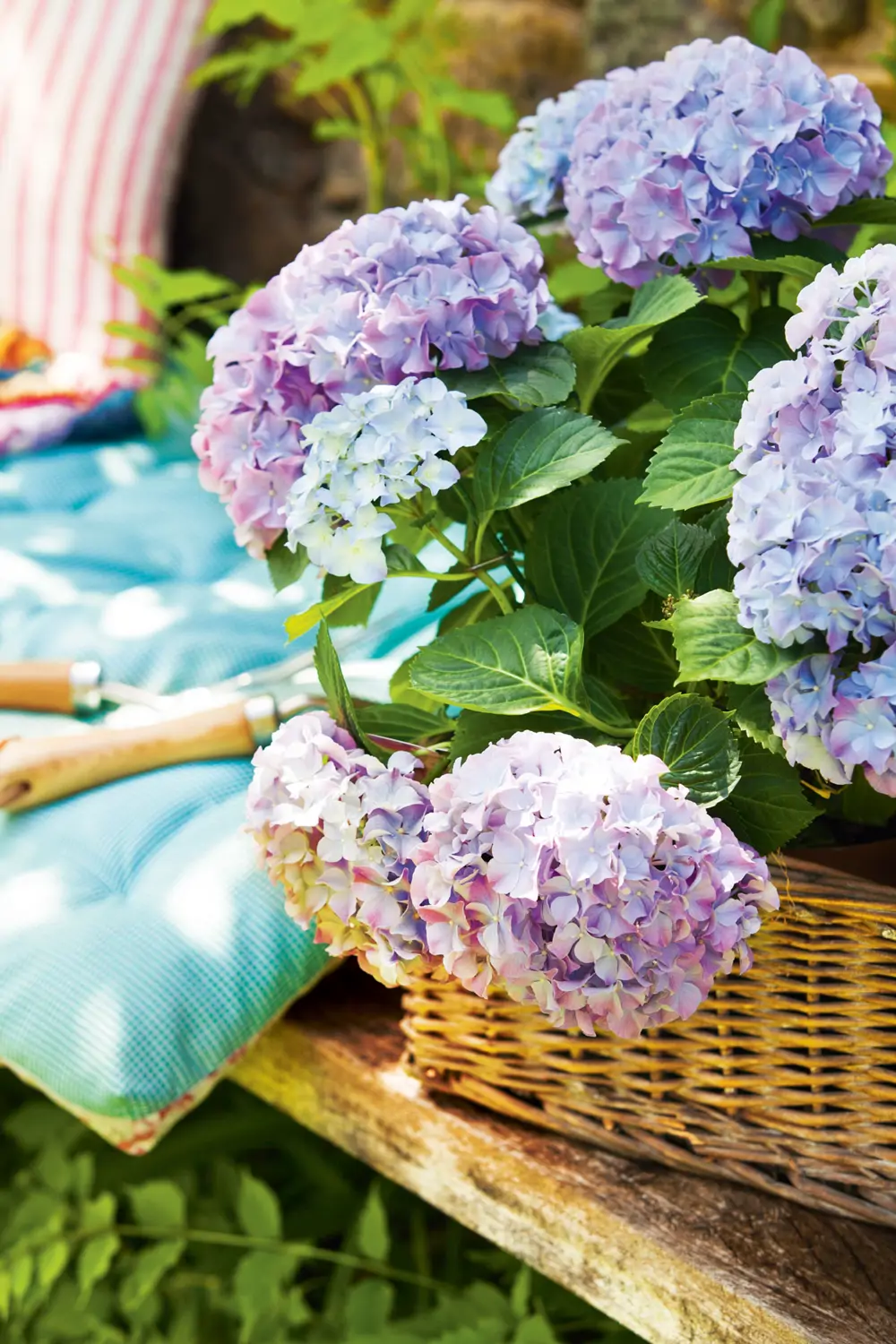 Mira qué fácil es hacer que las hortensias tengan doble floración en el mismo año