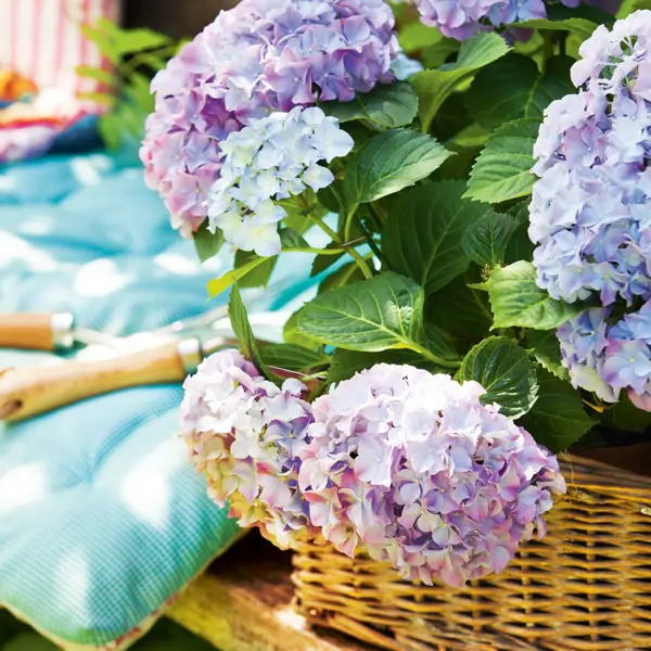 Guillermo Grimoldi, jardinero: "Si quieres que las hortensias florezcan dos veces al año, has de cortar las flores para que vuelva a florecer en otoño"