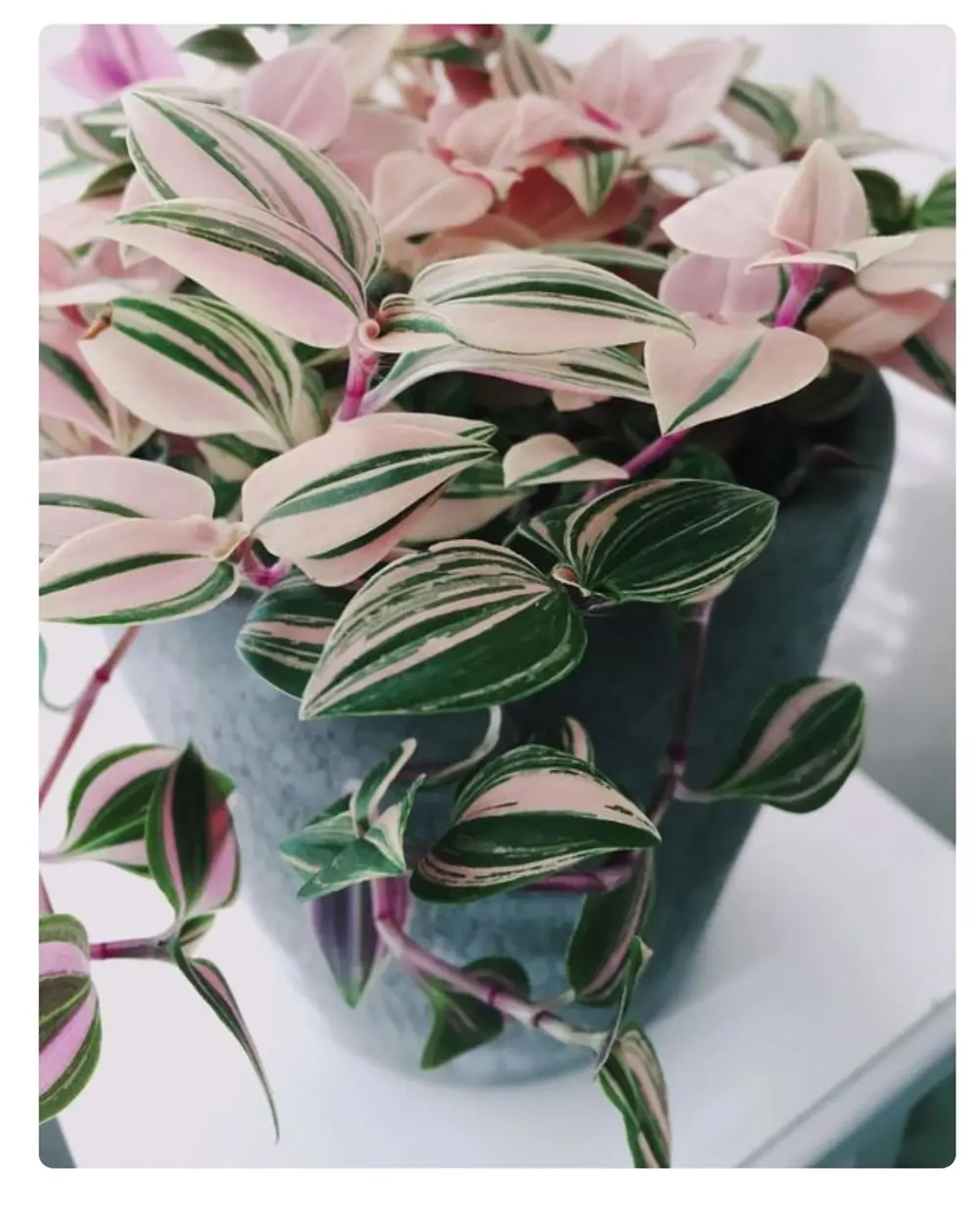 Tradescantia,-de-hojas-rosas