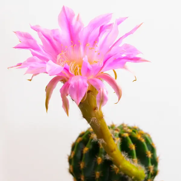 Cactus Echinopsis
