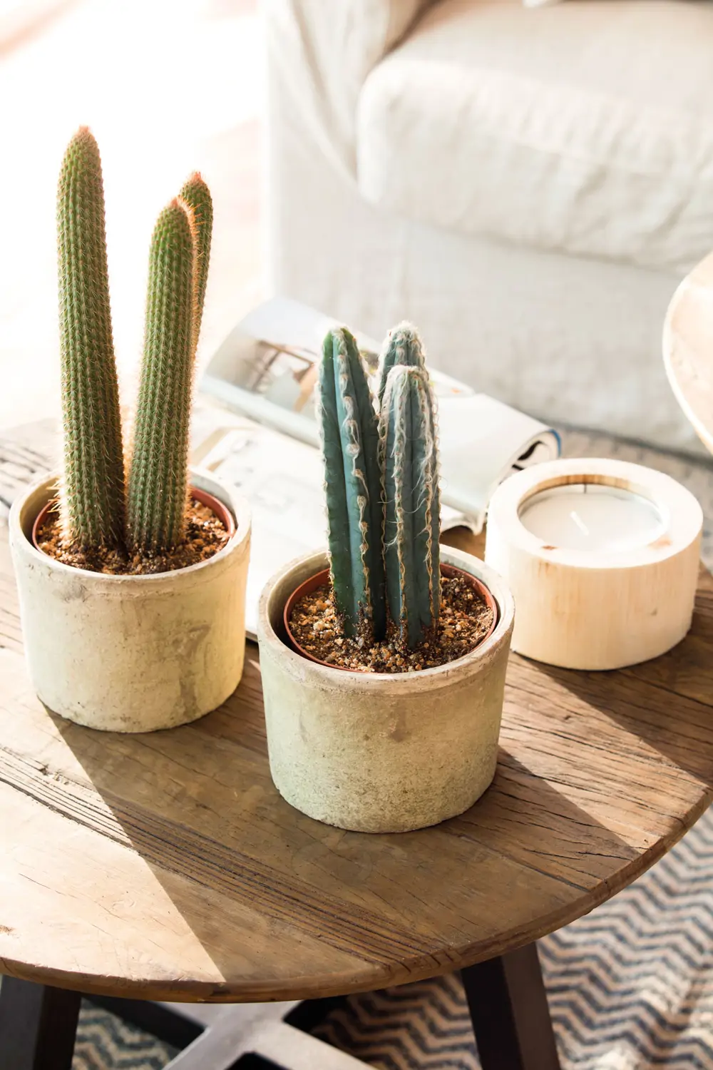 Unos cactus de porte pequeño