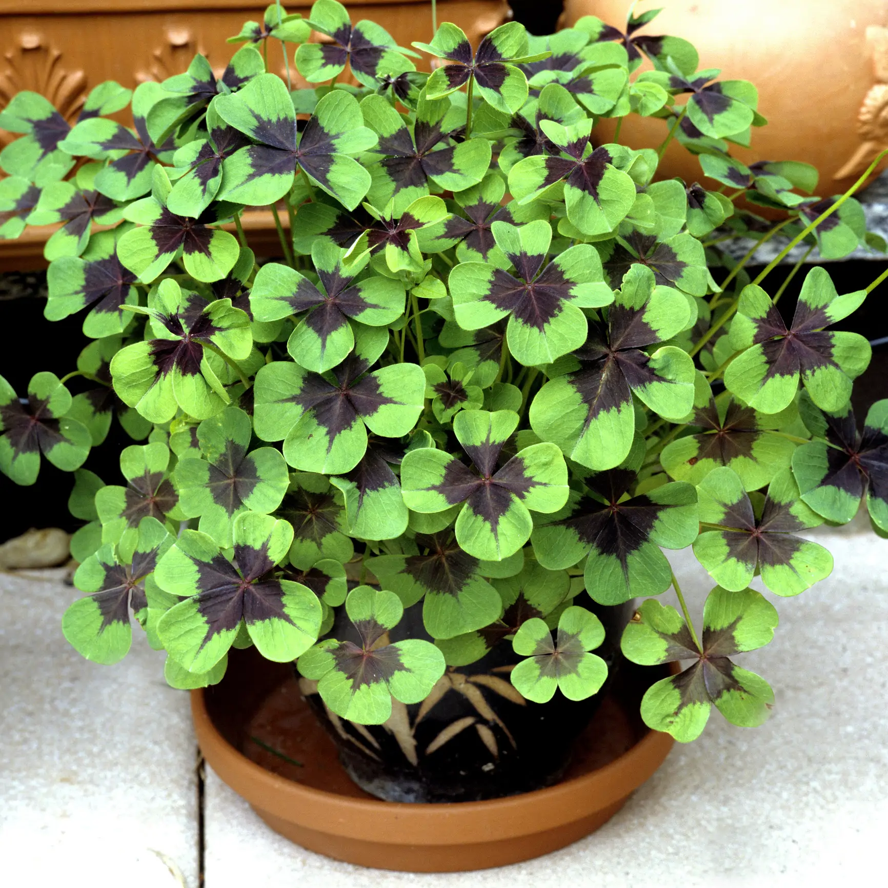 Oxalis tetraphylla