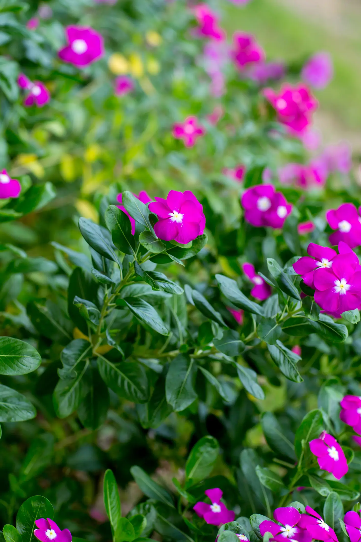 Vinca rosea o Catharanthus roseus