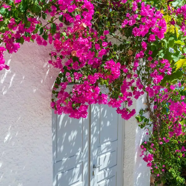 Se parece a la buganvilla pero es más bonita: resistente al sol, requiere poco riego y muy decorativa 