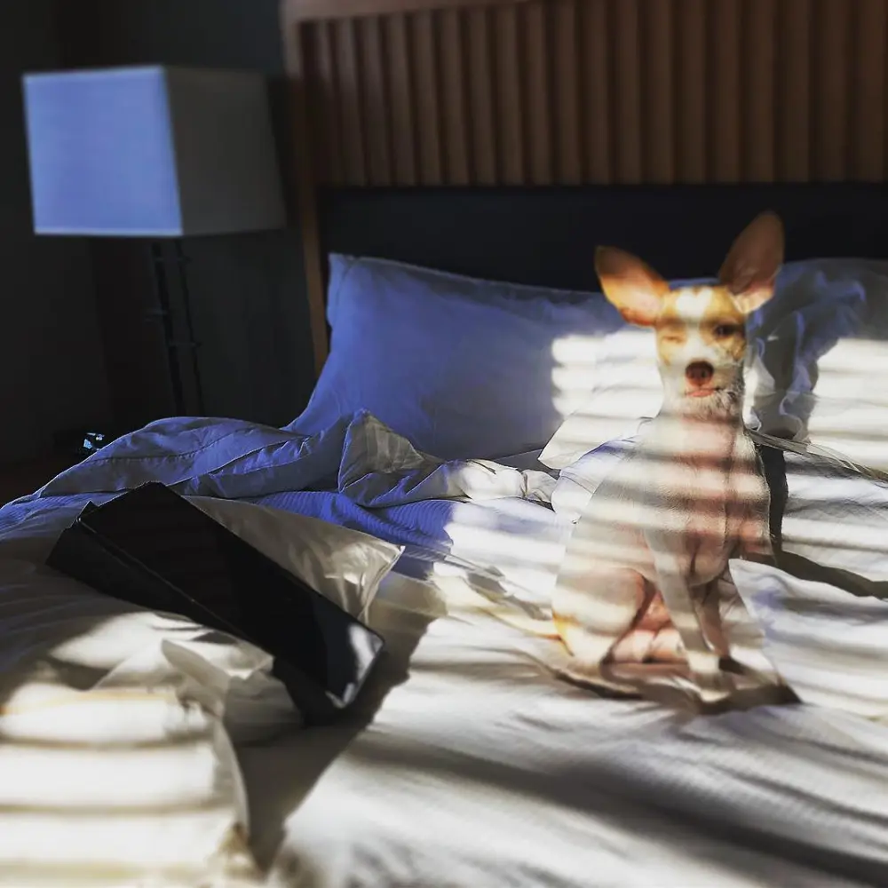 Dormitorio de Pedro Pascal