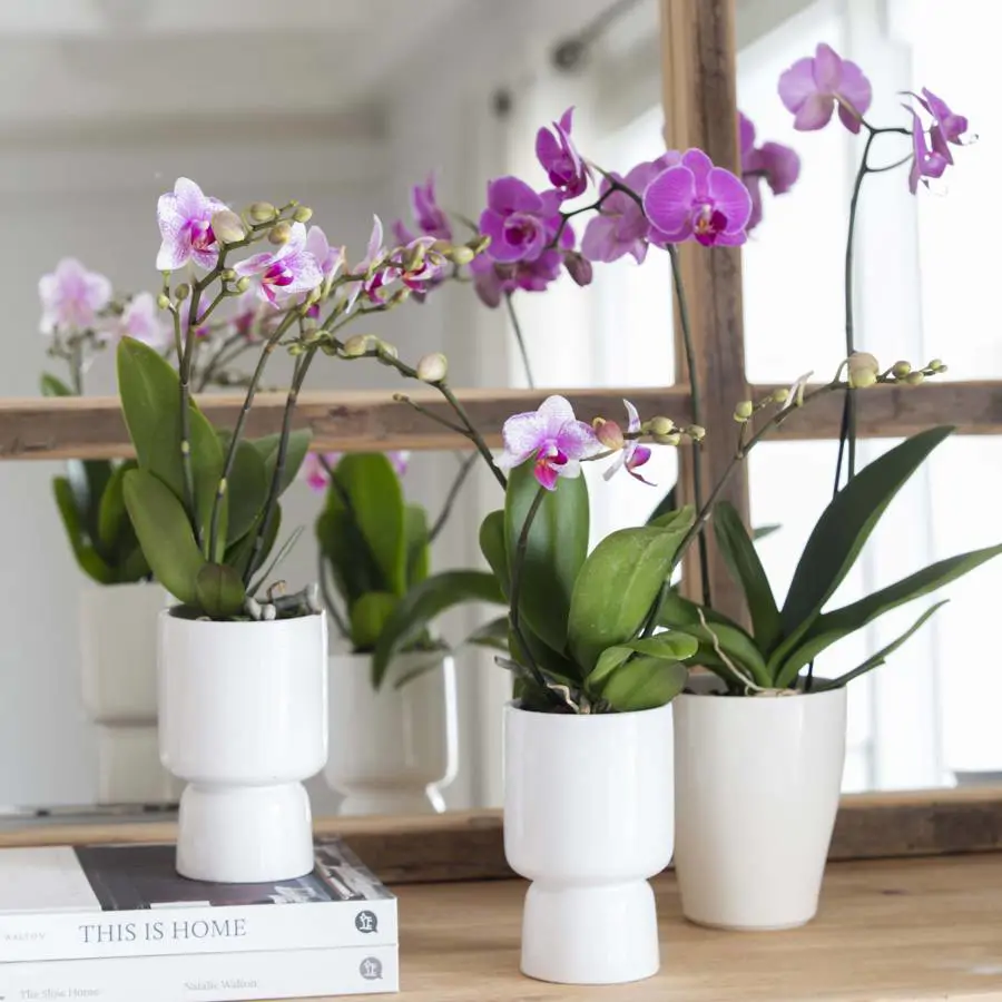 Las orquídeas no toleran la acidez del café, así que no lo uses como abono