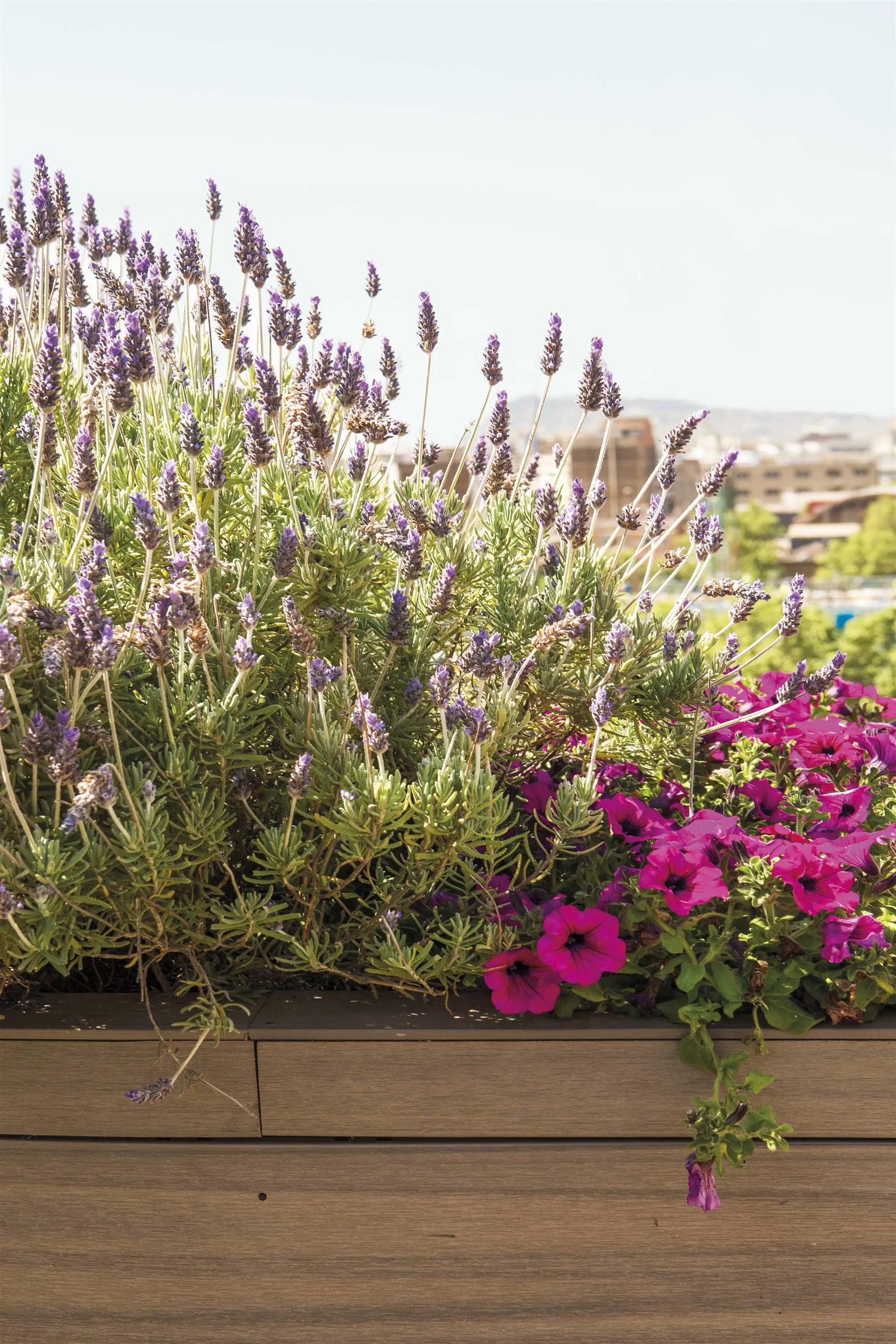 Lavanda