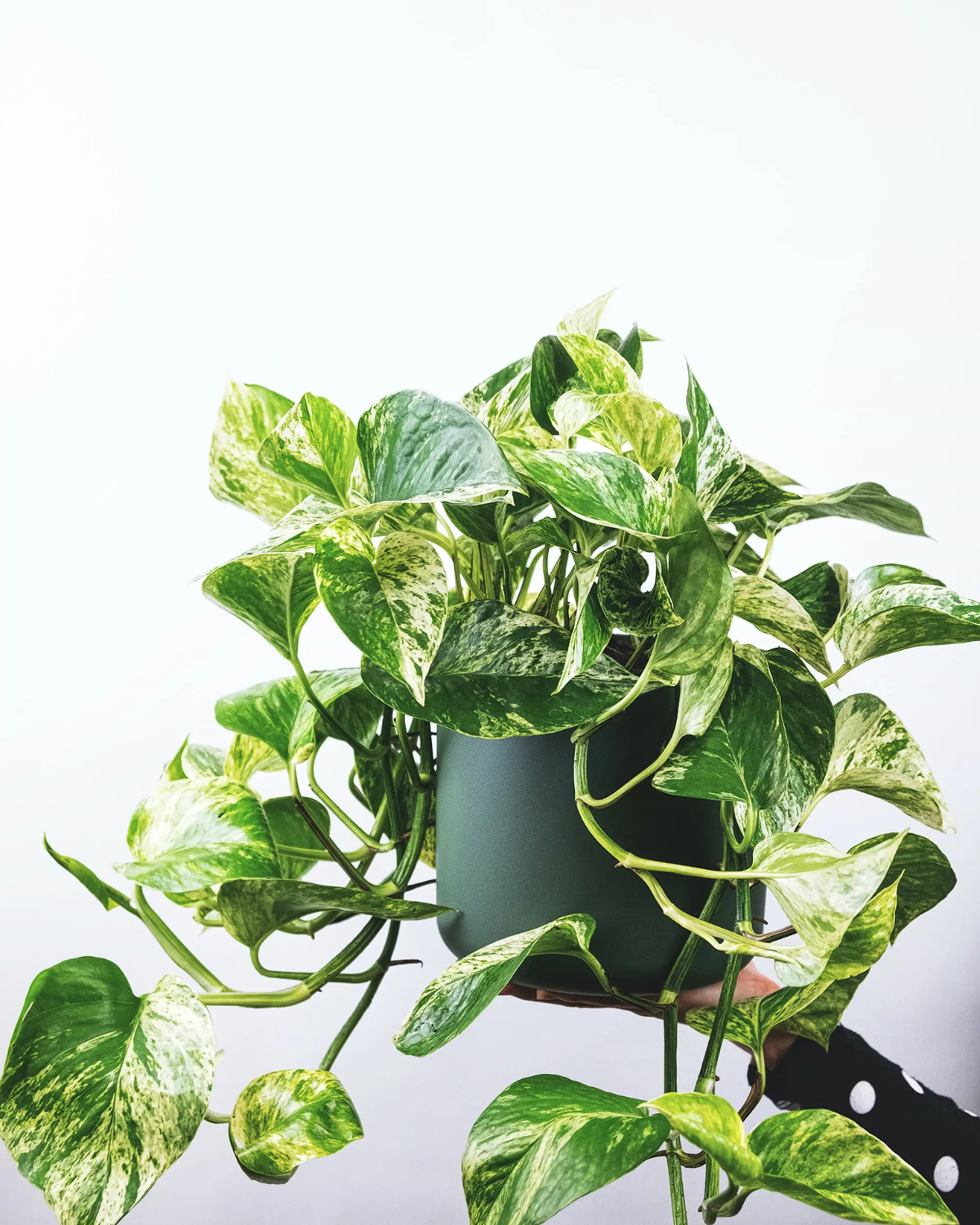 Pothos