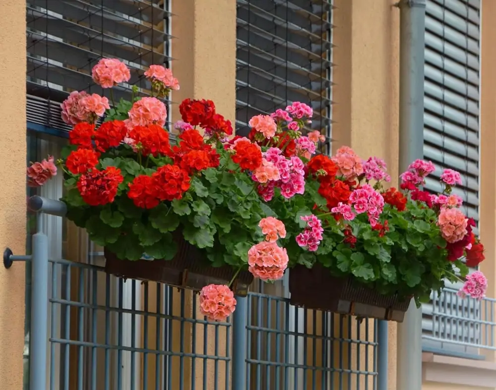 Jardineras colgantes