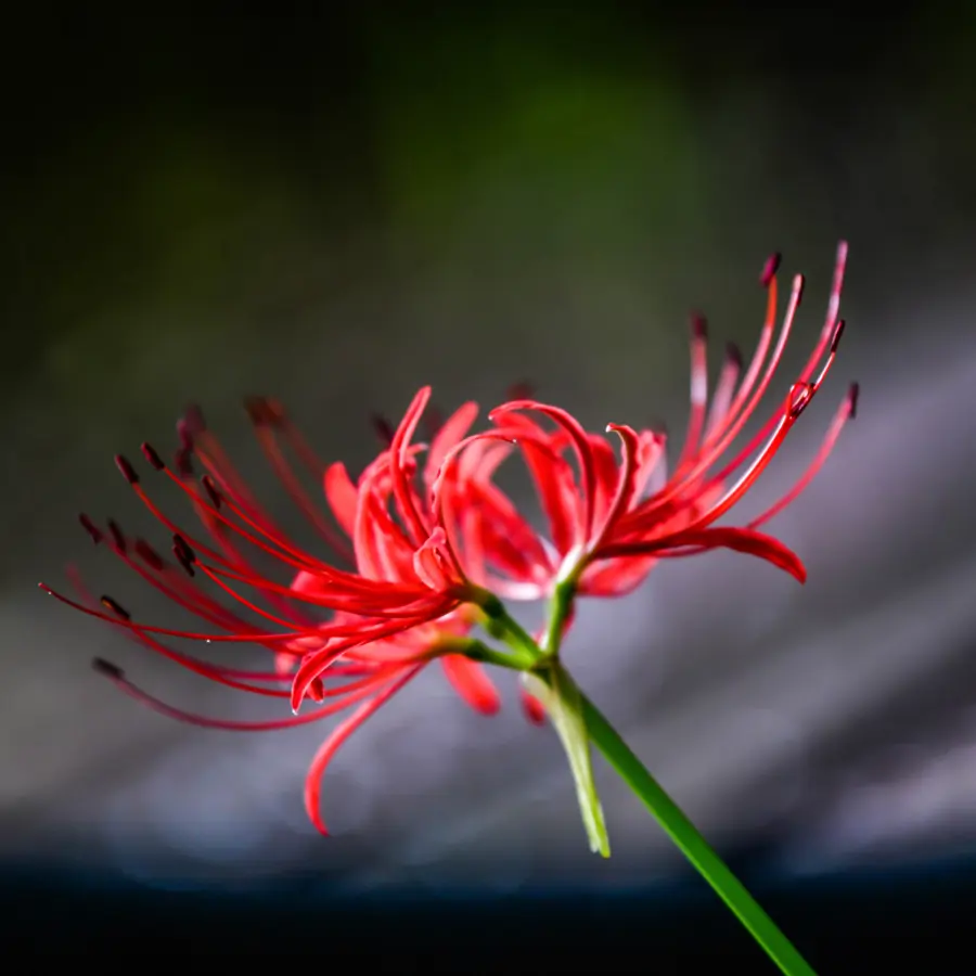 lycoris radiata flor
