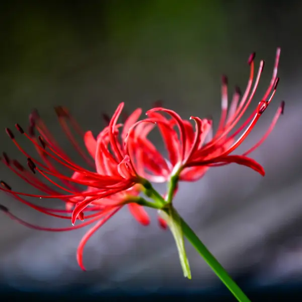 HOY: Planta la flor de invierno ahora para que crezca al final del verano y puedas decorar tu casa 