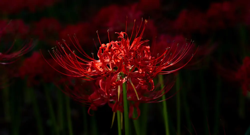 lycoris radiata