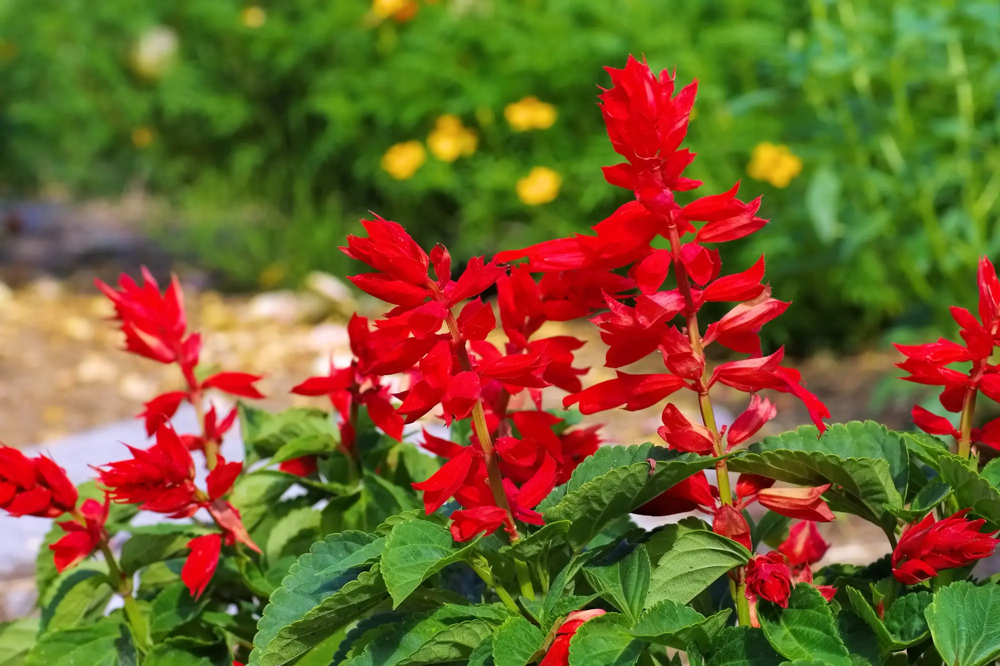 salvia escarlata