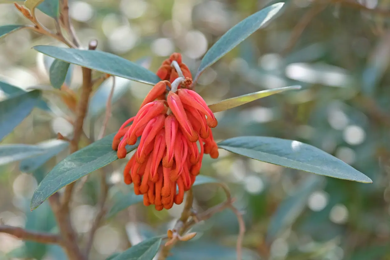 Grevillea