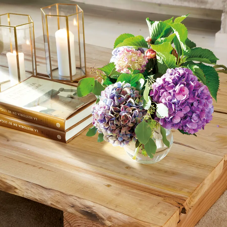 Motivos por los que no deberías plantar tus hortensias en el jardín