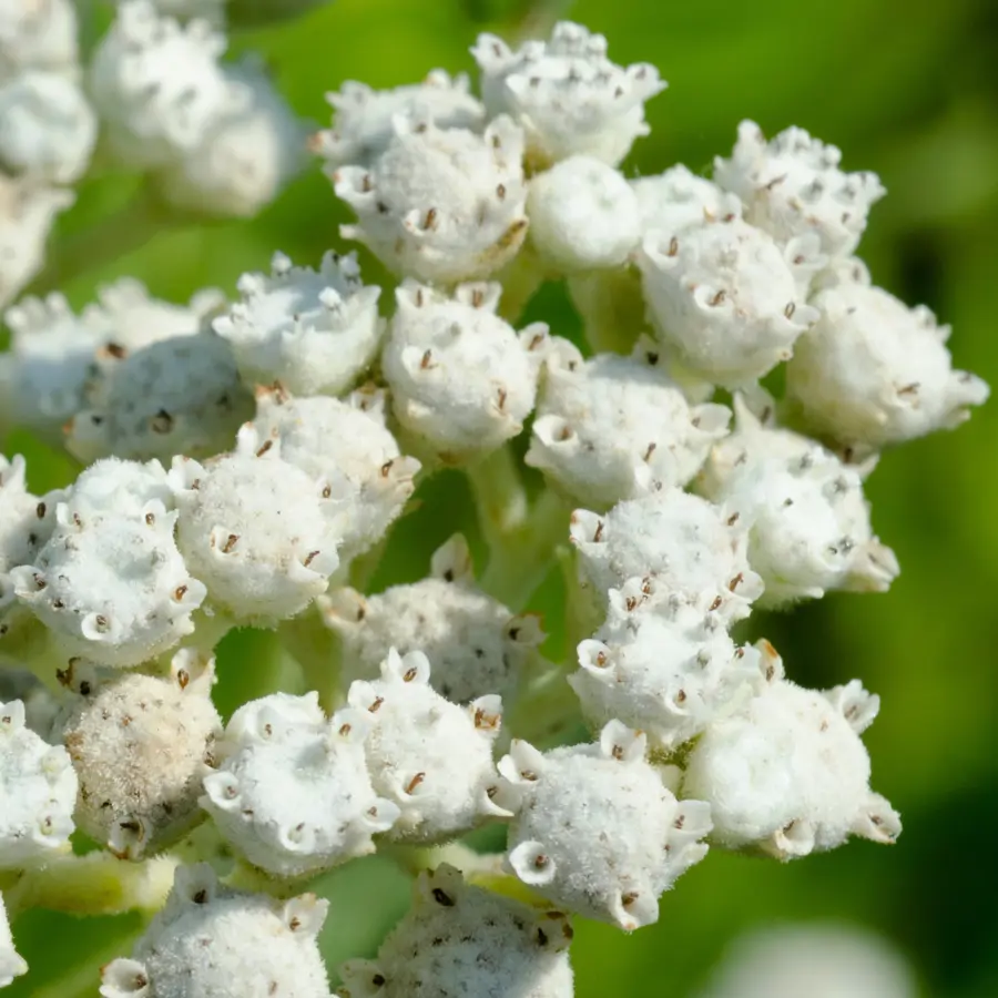 Parthenium hysterophorus