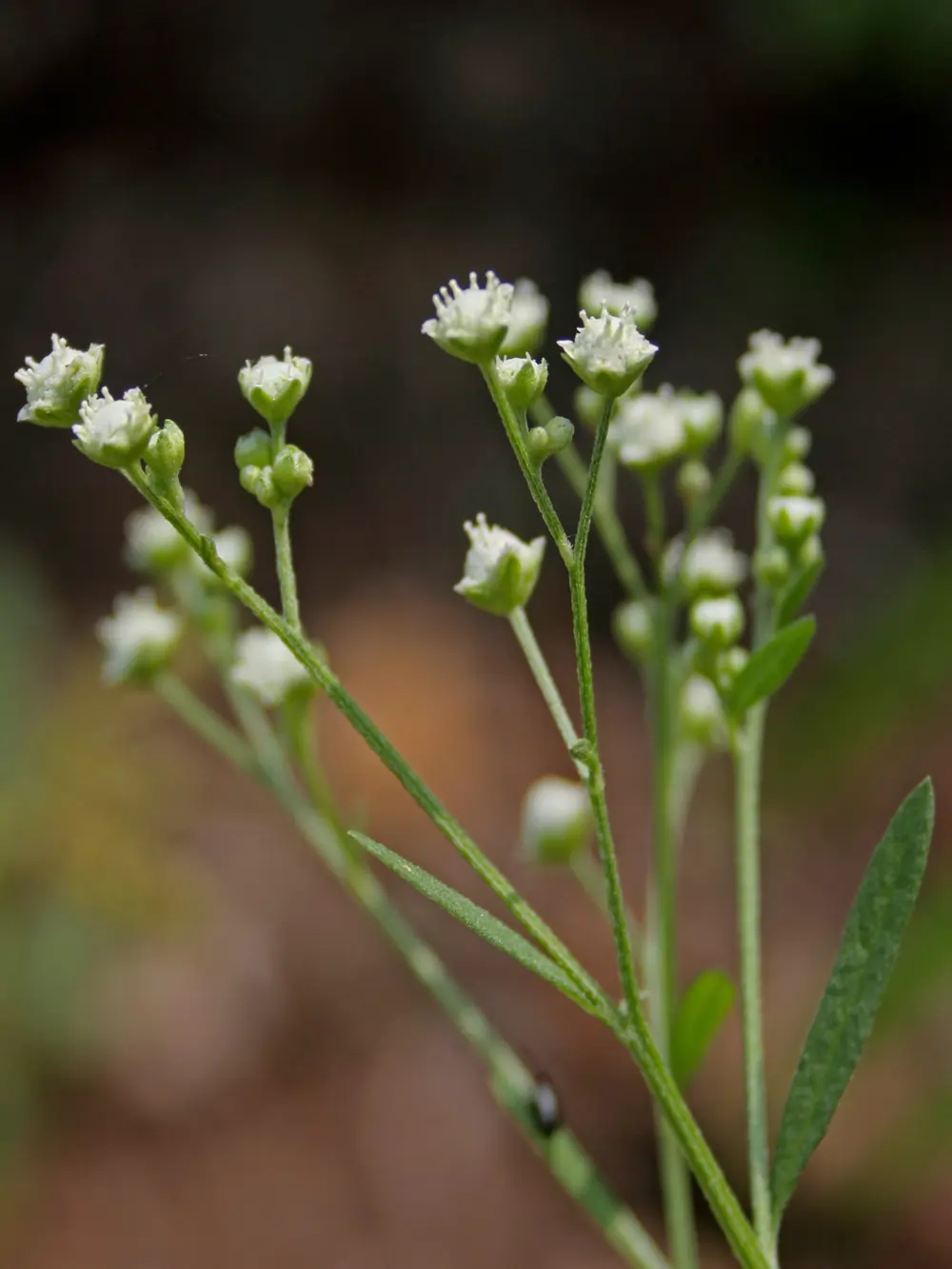 Planta Parthenium hysterophorus