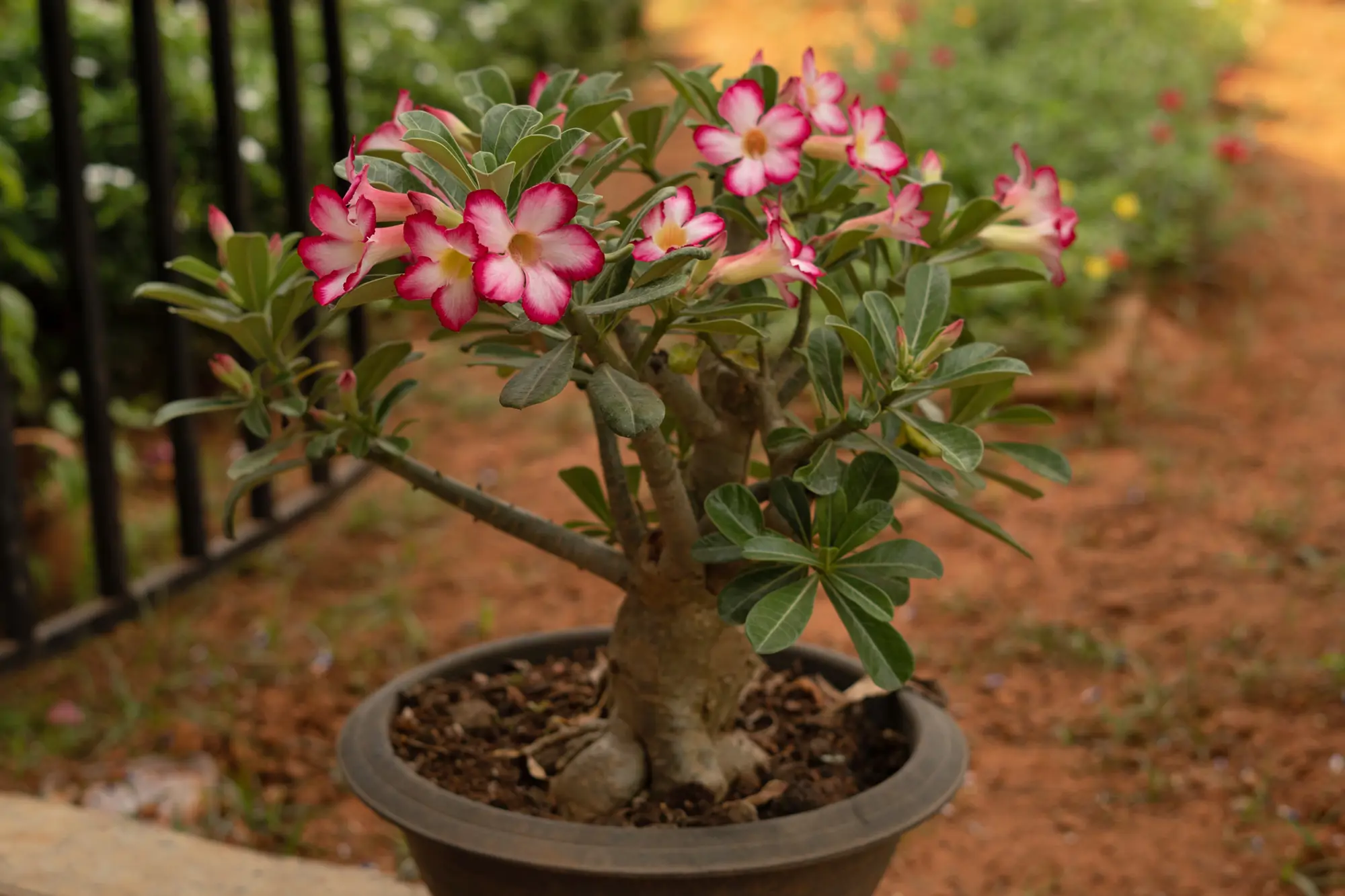 rosa del desierto