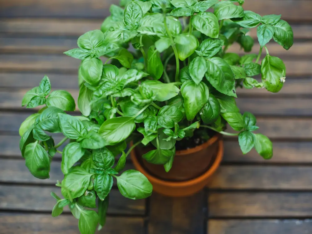 Albahaca