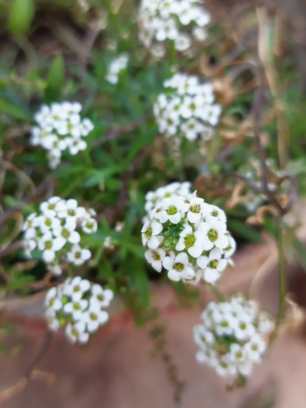 ALYSSUM MARITIMUM