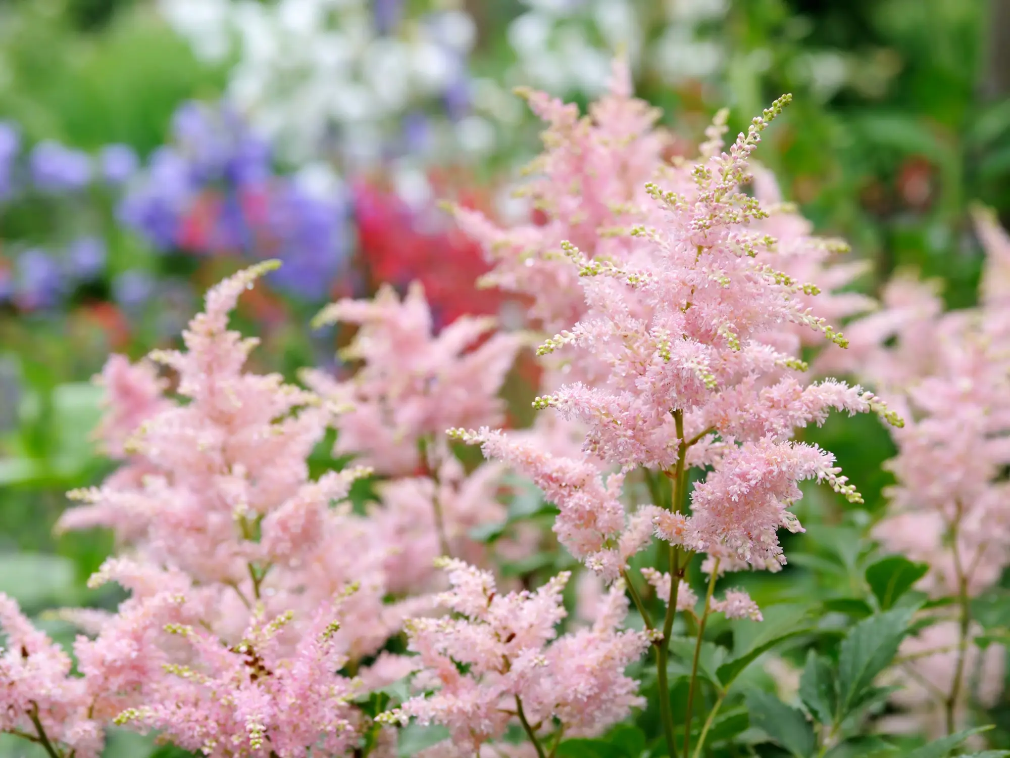 Astilbe