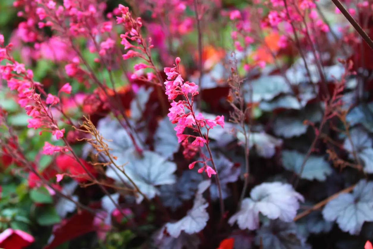 Heuchera