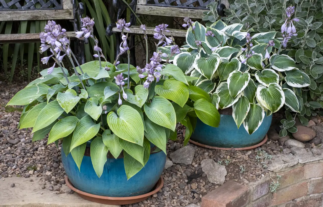 Hosta