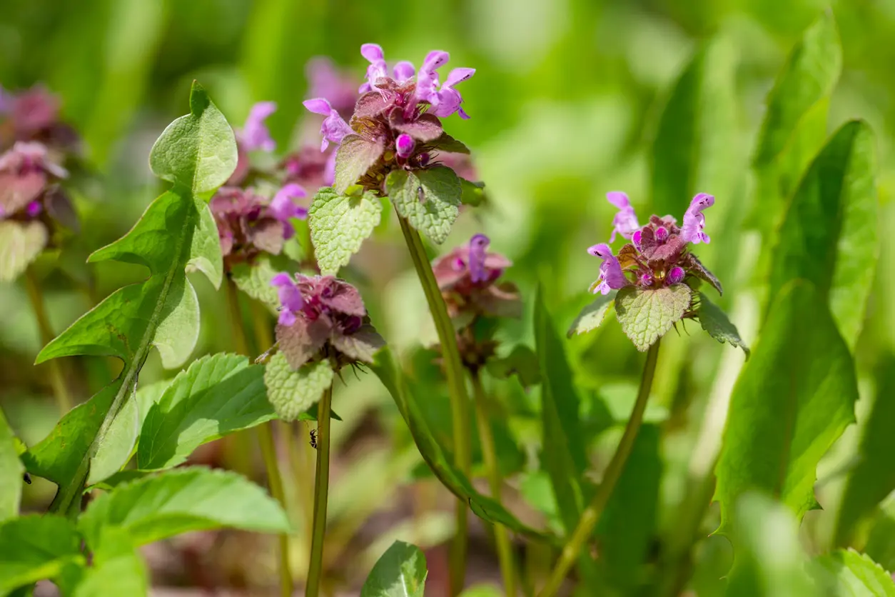 Lamium maculatum