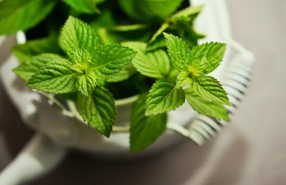 menta planta medicinal
