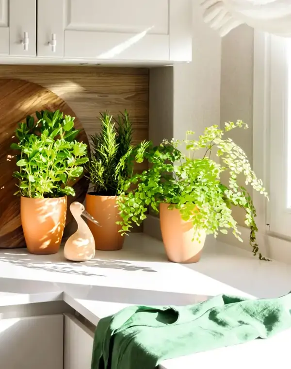 Albert Trobalón, experto en jardinería: "Si pones estas plantas aromáticas en tu ventana, evitarás que te piquen los mosquitos"