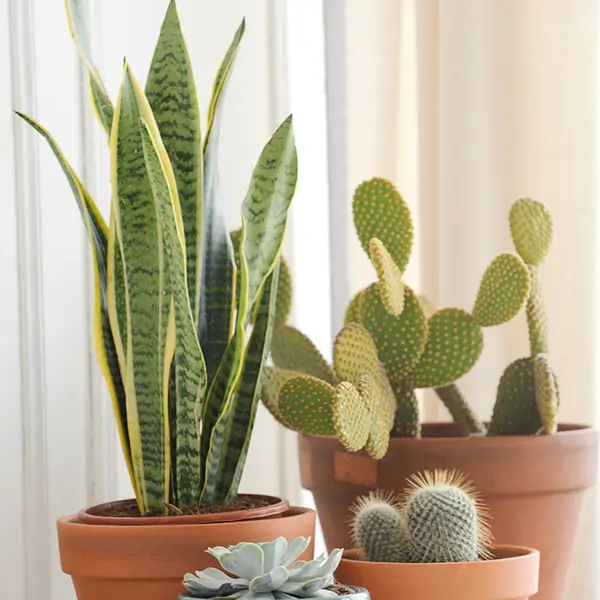 Plantas-de-interior 00474333 O