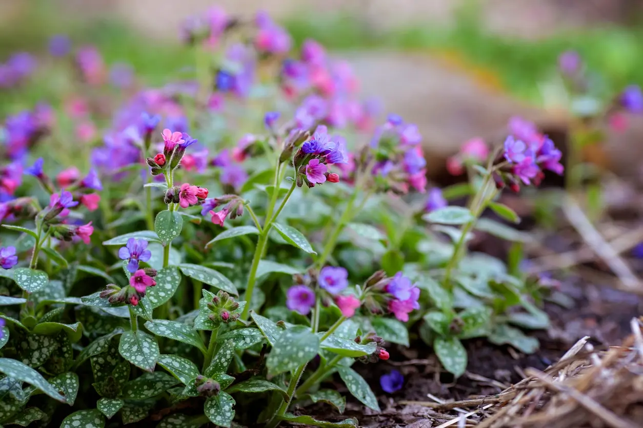 Pulmonaria officinalis 