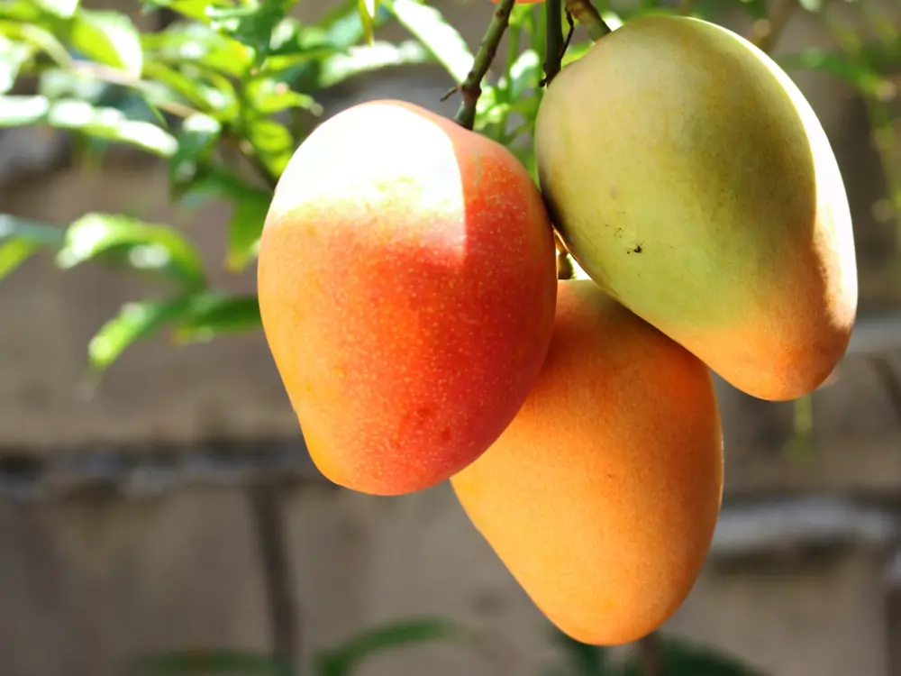El árbol del mango