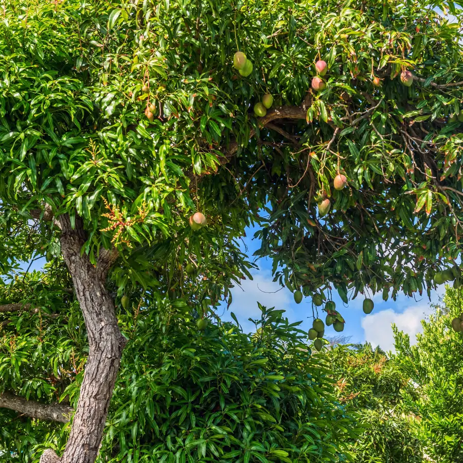 El manguero, el árbol tropical del que proviene la fruta de mango