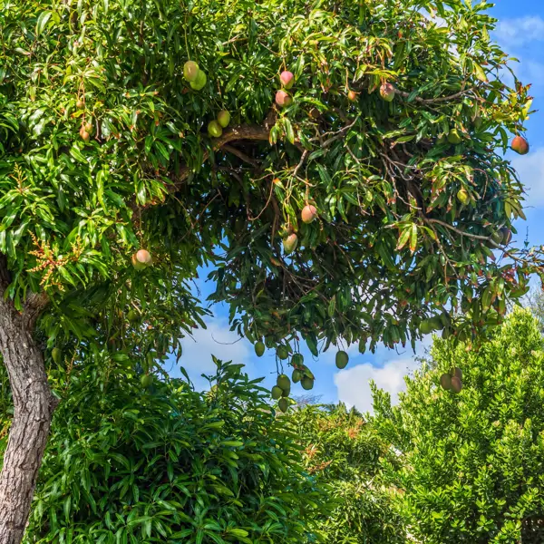 El árbol que muy pocos conocen y que es perfecto para transformar tu jardín en un paraíso tropical