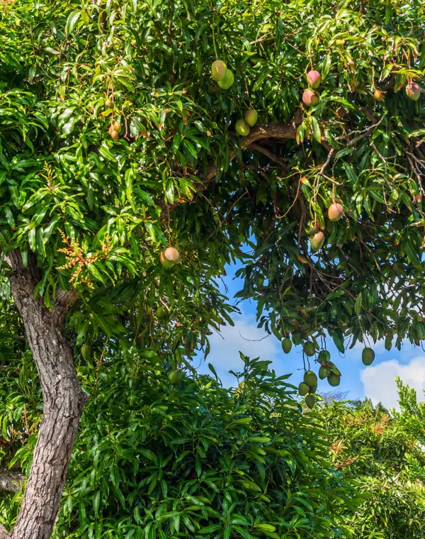 El árbol que muy pocos conocen y que es perfecto para transformar tu jardín en un paraíso tropical