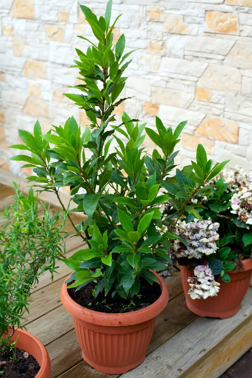 planta-refrescante-interior-laurel
