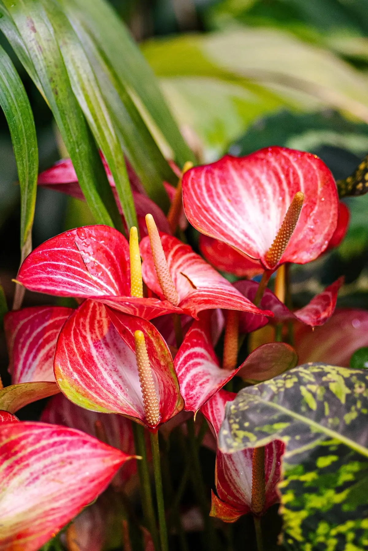 planta-exterior-anturio-rojo-flores