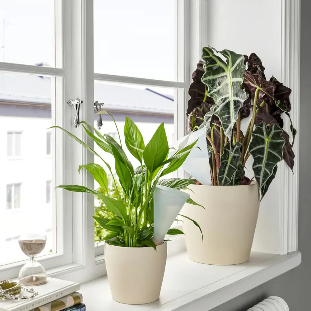 Auto riego plantas