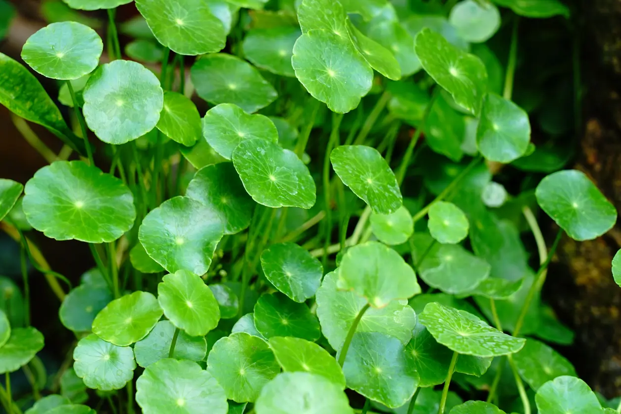 Centella Asiática